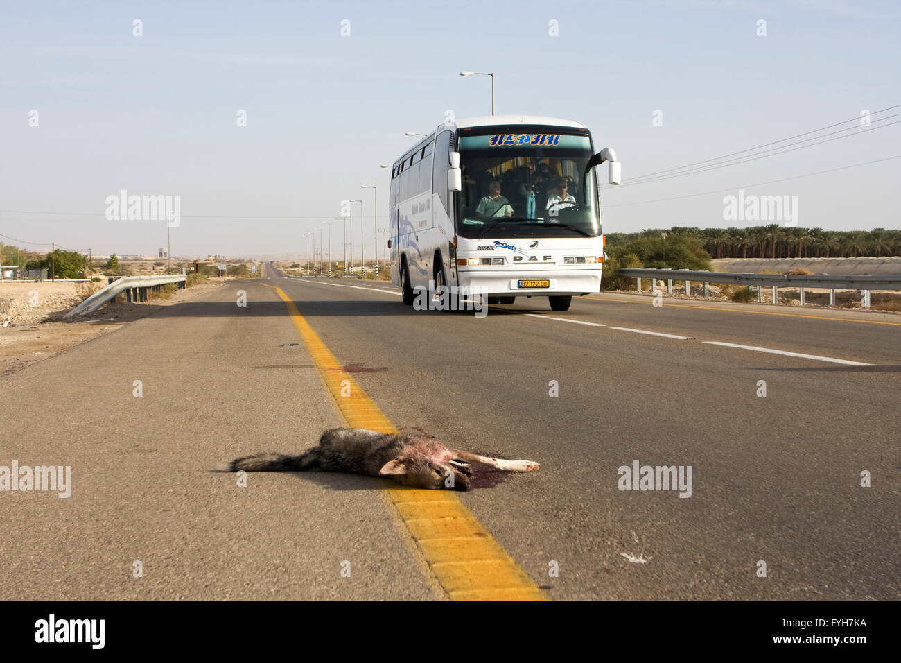 Israel, Roadkill on side of road Stock Photo