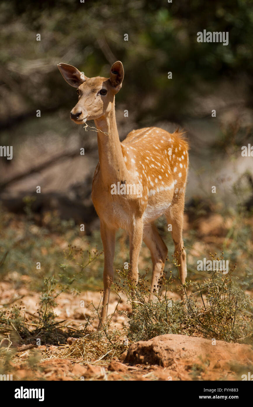 Female Mesopotamian Fallow deer (Dama mesopotamica) Photographed in Israel Carmel forest in August Stock Photo