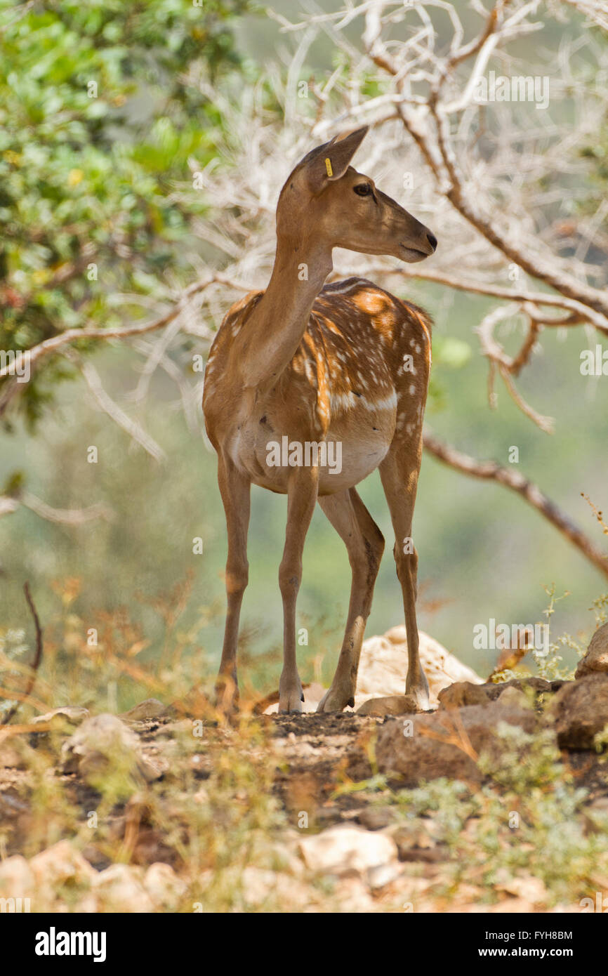 Female Mesopotamian Fallow deer (Dama mesopotamica) Photographed in Israel Carmel forest in August Stock Photo