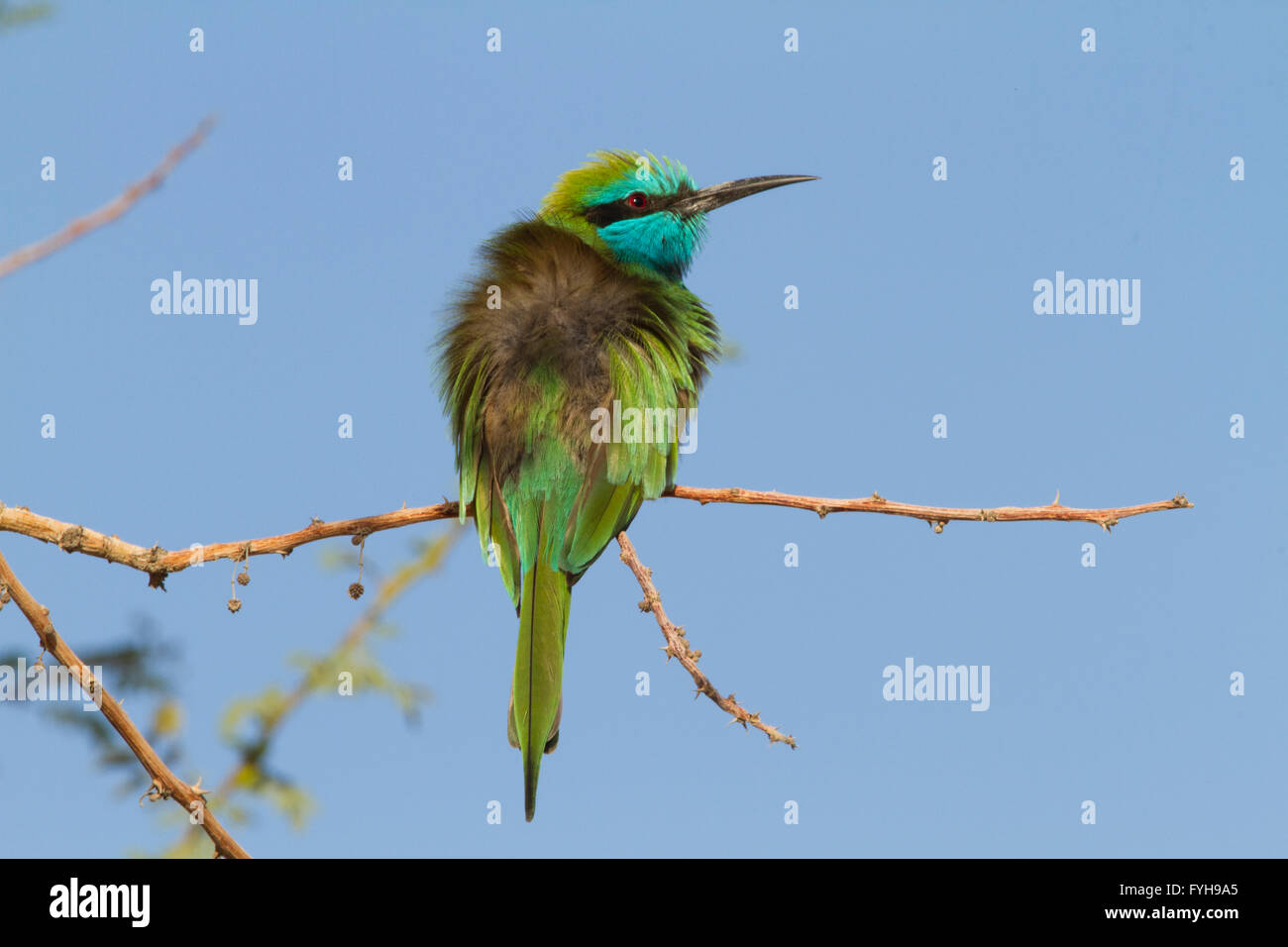 Green Bee-eater (Merops orientalis) on a branch, This bird are found widely distributed across sub-Saharan Africa from Senegal a Stock Photo