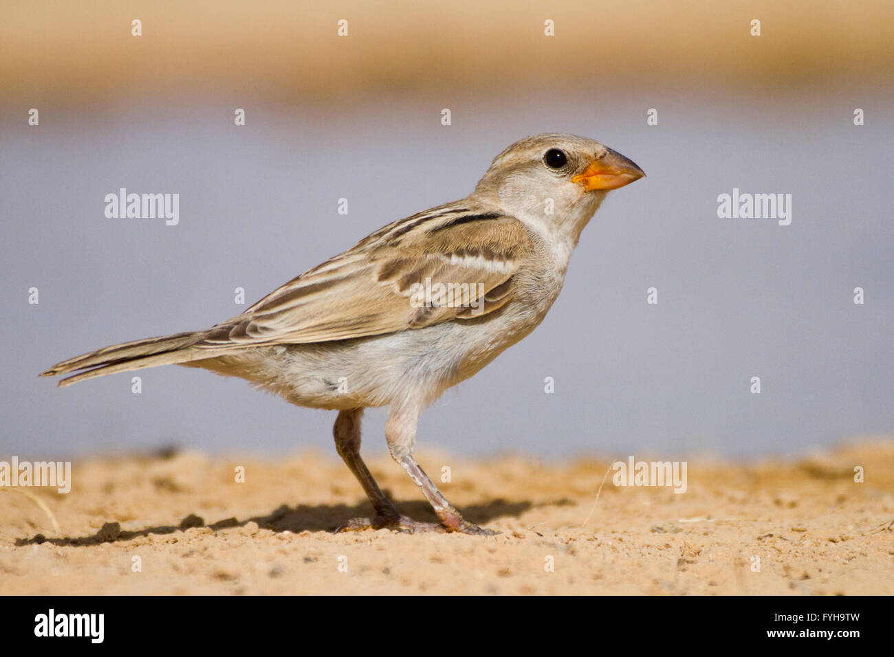 House Sparrow (Passer domesticus biblicus) near water, negev desert, israel Stock Photo