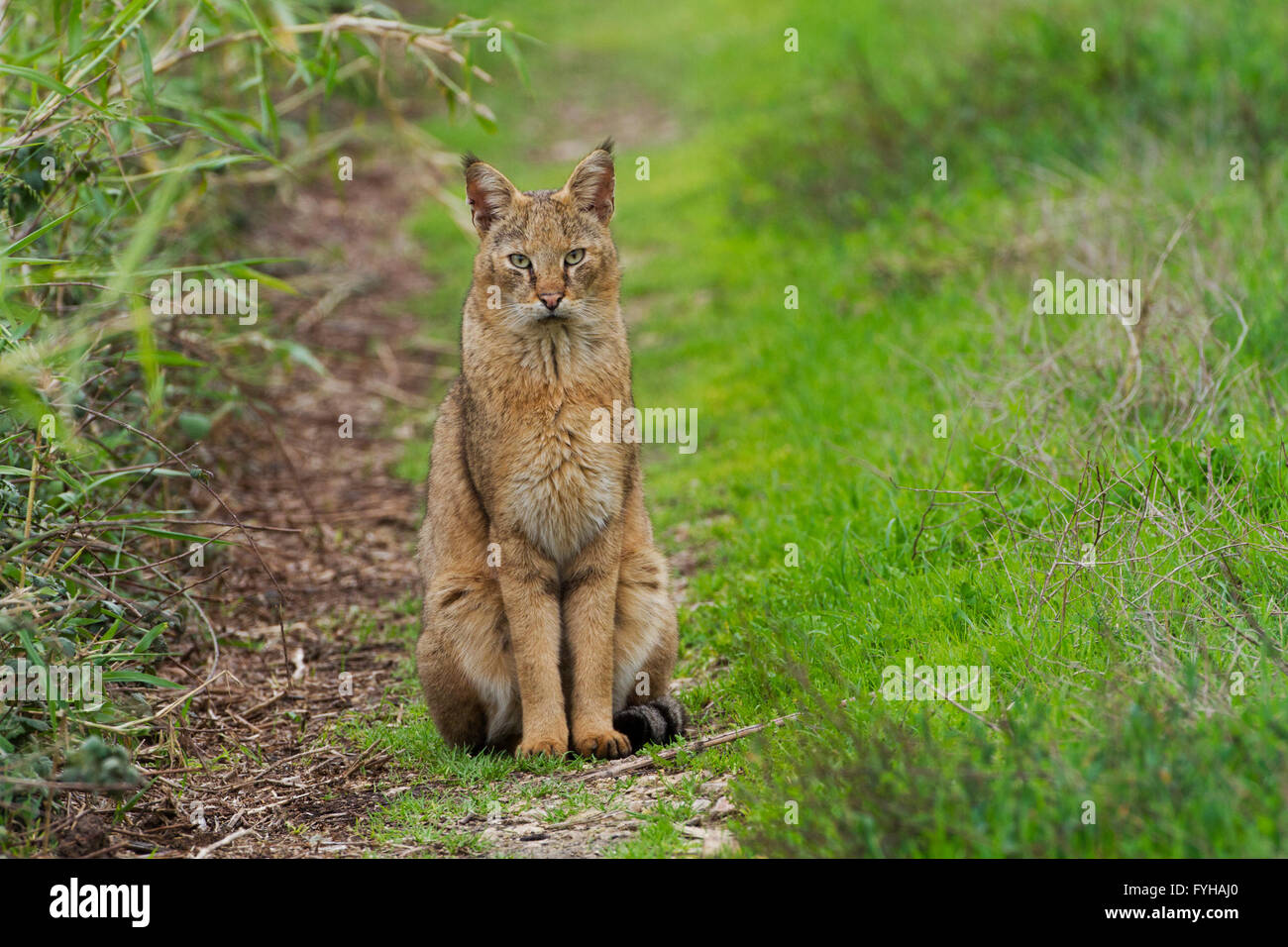 Jungle Cat (Felis chaus) in the wild. Sometimes called Reed Cat or Swamp Lynx. Photographed in Israel in the wild Stock Photo