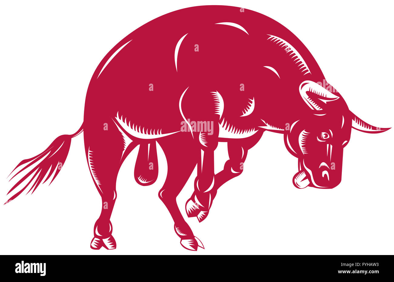 raging bull charging attacking Stock Photo Alamy