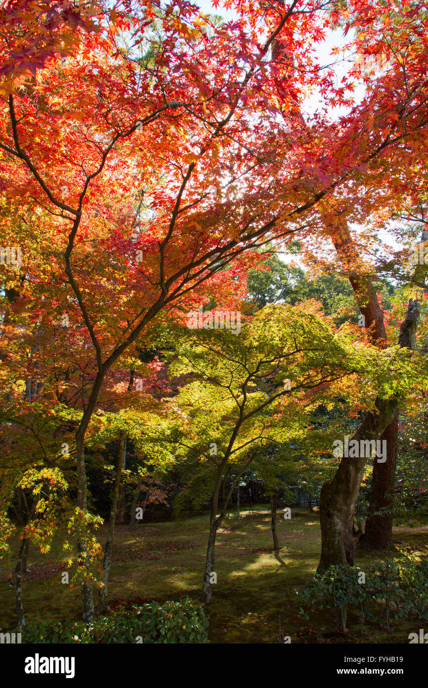 Autumn in Kyoto, Japan. The garden trees are red and yellow Stock Photo