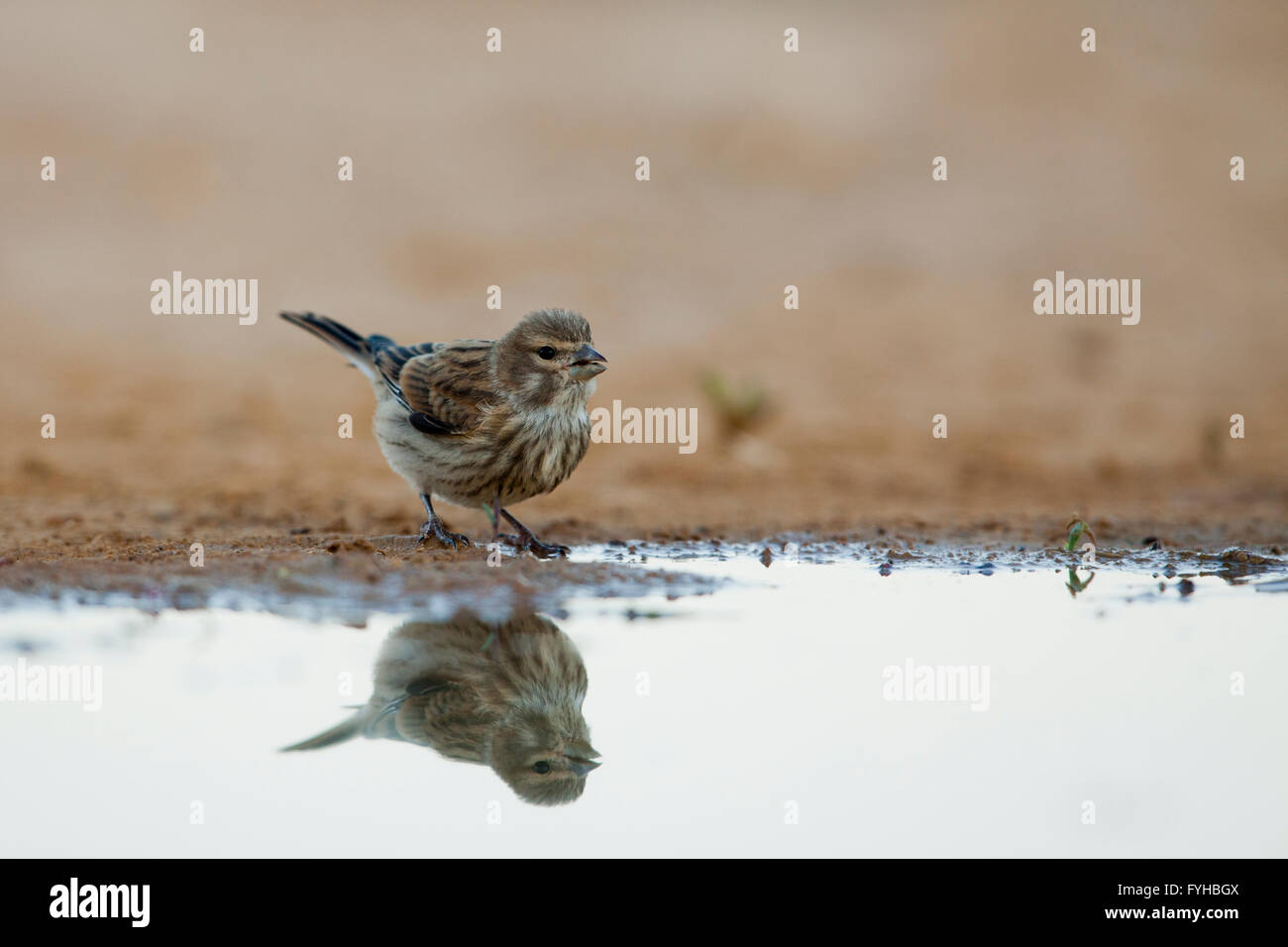 Common Linnet (Carduelis cannabina) near a puddle of water in the desert, negev, israel Stock Photo