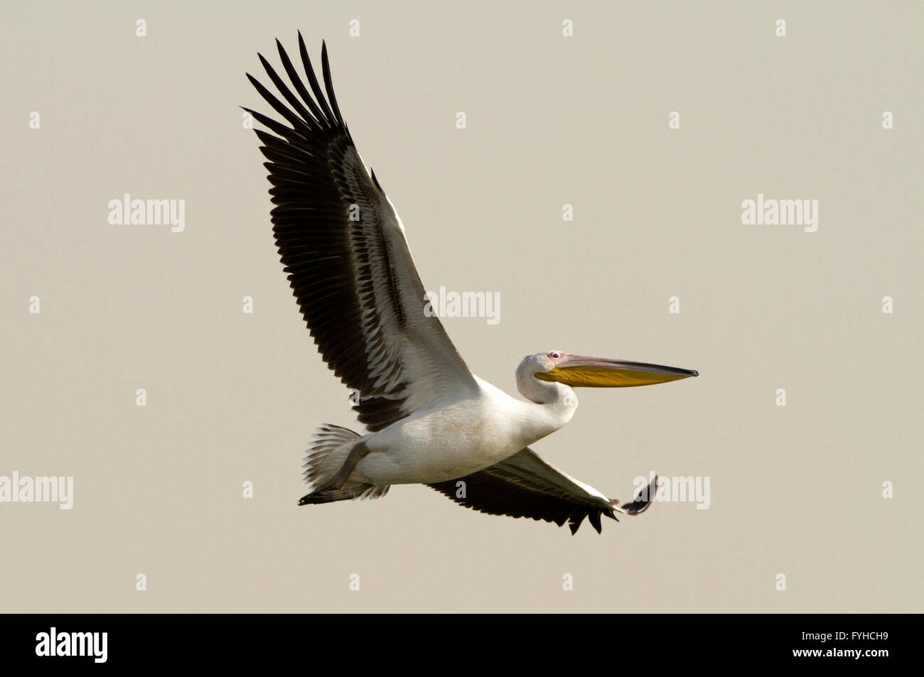 Great White Pelican (Pelecanus onocrotalus) in flight, hulla valley, Israel Stock Photo