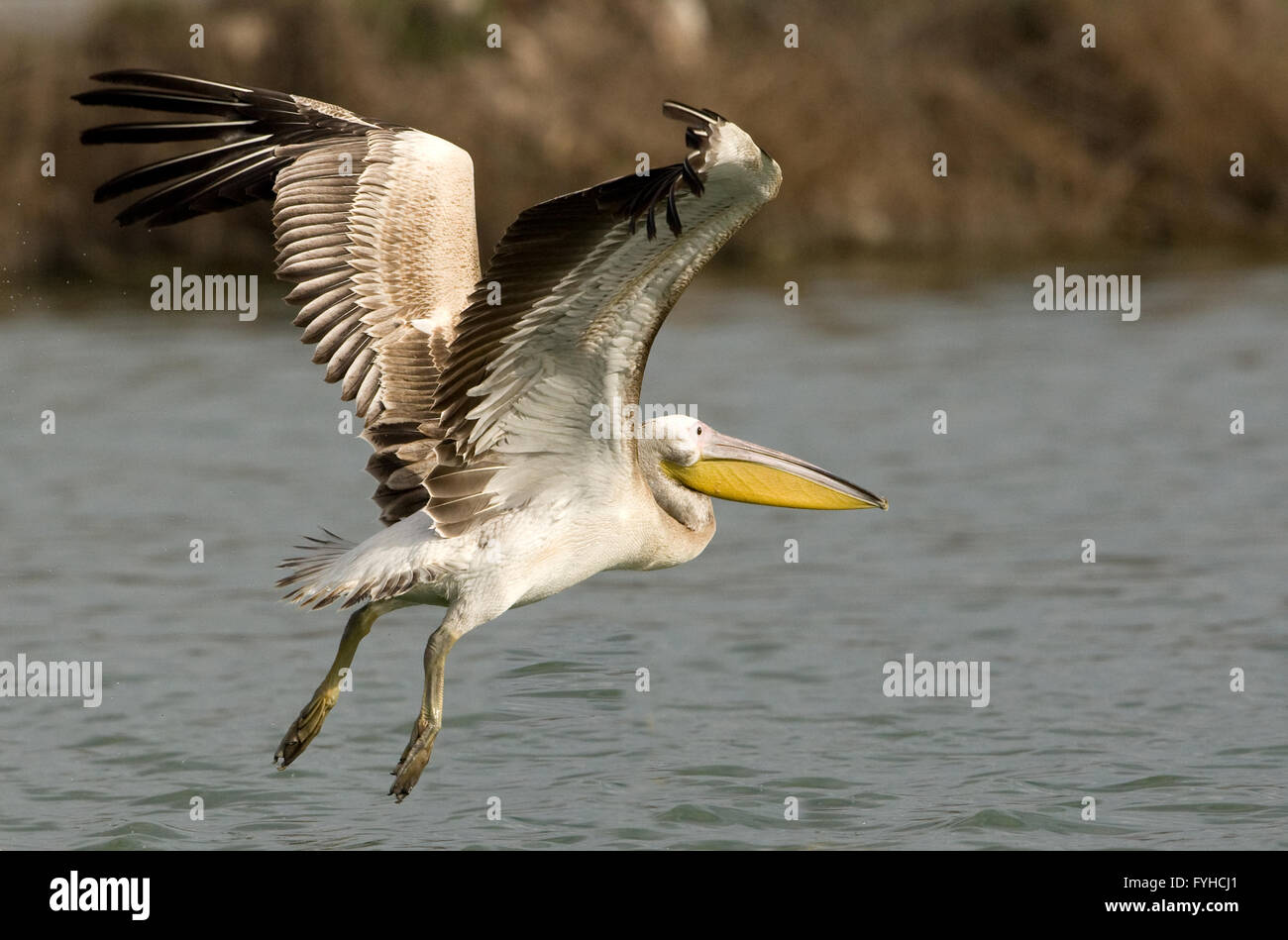 Great White Pelican (Pelecanus onocrotalus) in flight, hulla valley, Israel Stock Photo