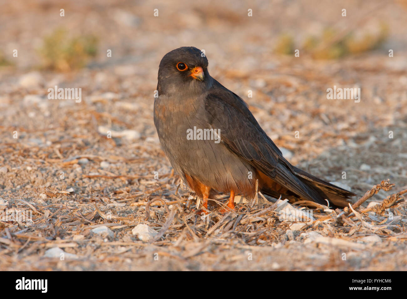 Red footed falcon (falco vespertinus) male standing. This bird of prey is found in eastern Europe and Asia, but has become a nea Stock Photo