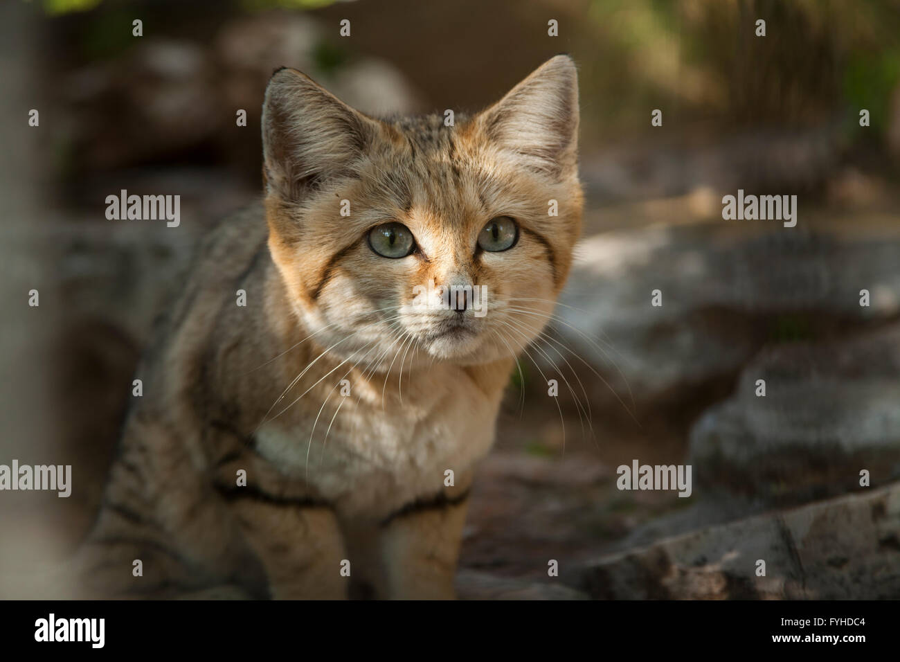 Sand Cat (Felis margarita), also known as the sand dune cat, is the only felid found primarily in true desert. Photographed in I Stock Photo