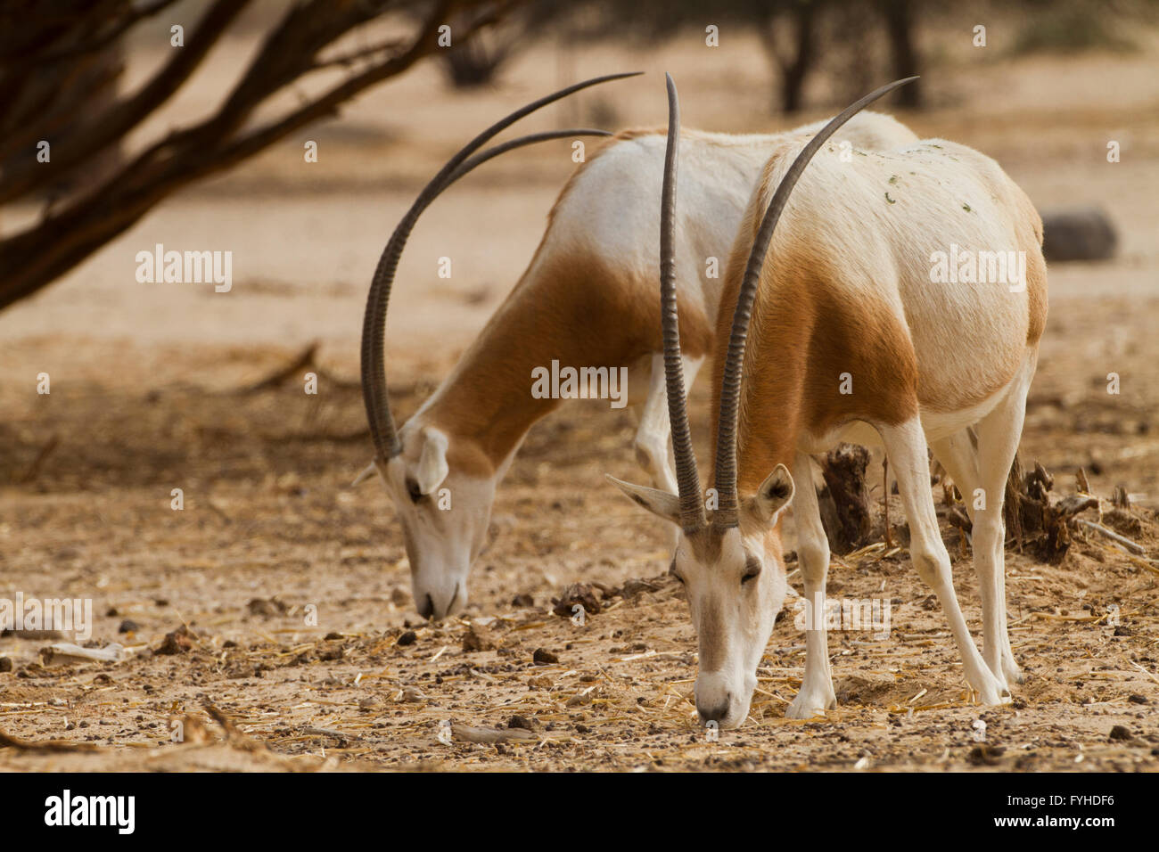 Israel, Aravah desert, A Herd of Scimitar Oryx or Scimitar-horned Oryx (Oryx dammah), also known as the Sahara oryx, is a specie Stock Photo
