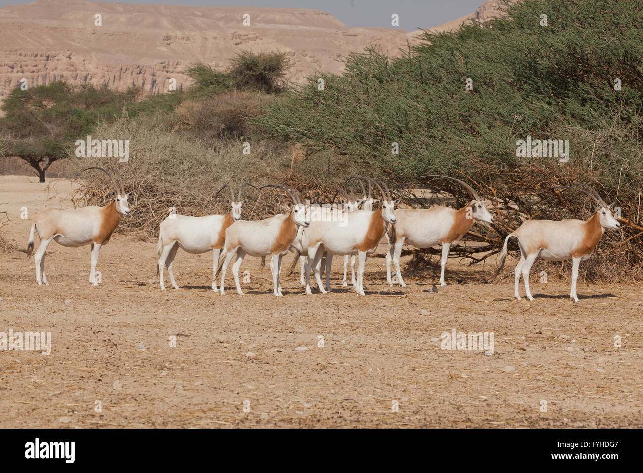Israel, Aravah desert, A Herd of Scimitar Oryx or Scimitar-horned Oryx (Oryx dammah), also known as the Sahara oryx, is a specie Stock Photo