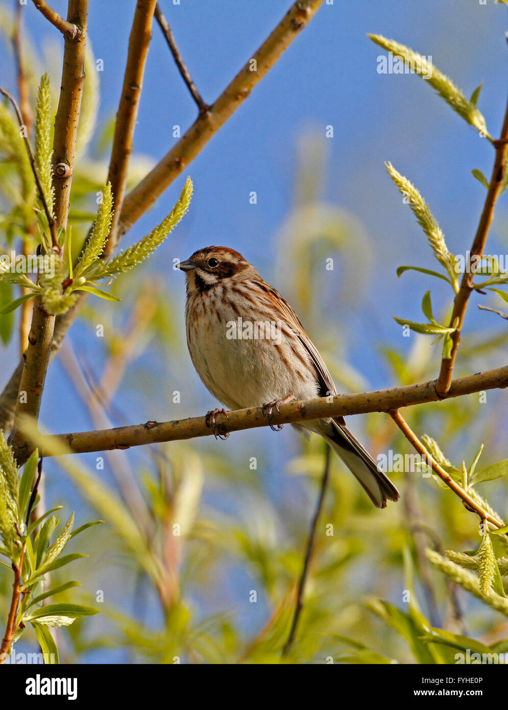 Reed Bunting (Emberiza schoeniclus) perched in tree Stock Photo