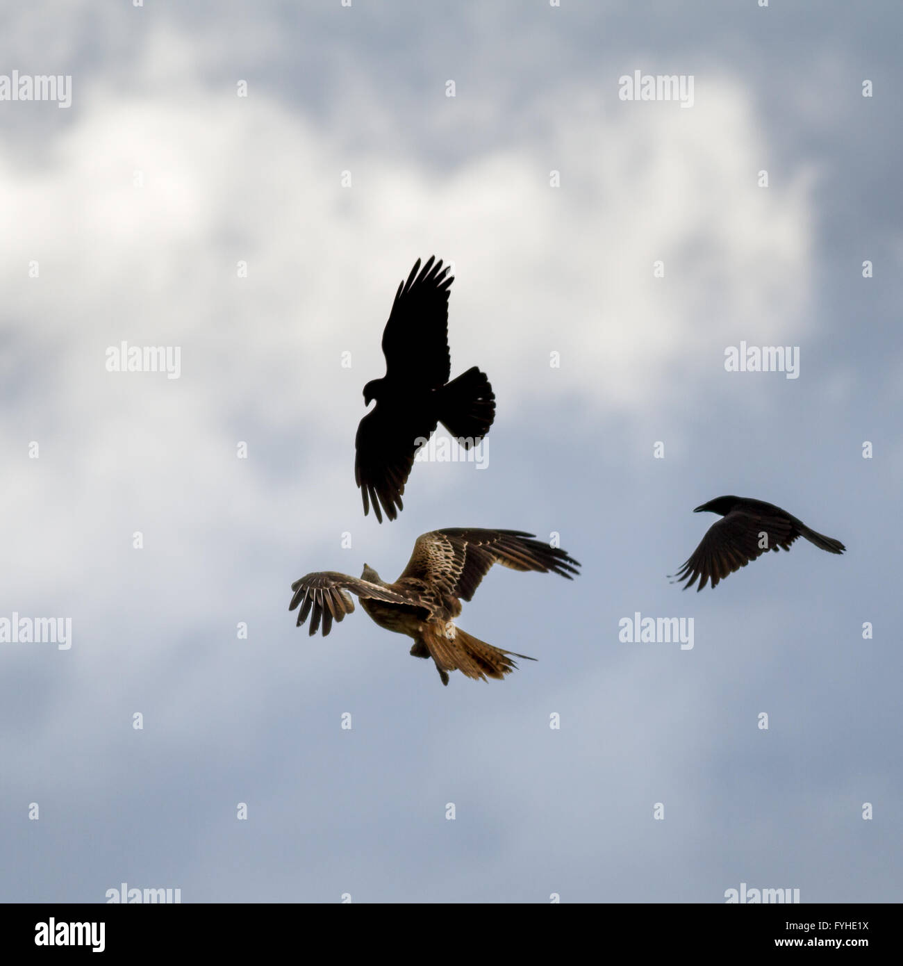 Unusual kite hi-res stock photography and images - Alamy