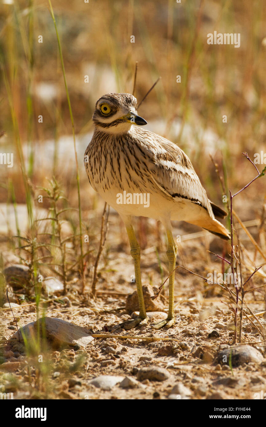 Stone curlew (Burhinus oedicnemus) on the ground. This wading bird is found in dry open scrublands of Europe, north Africa and s Stock Photo