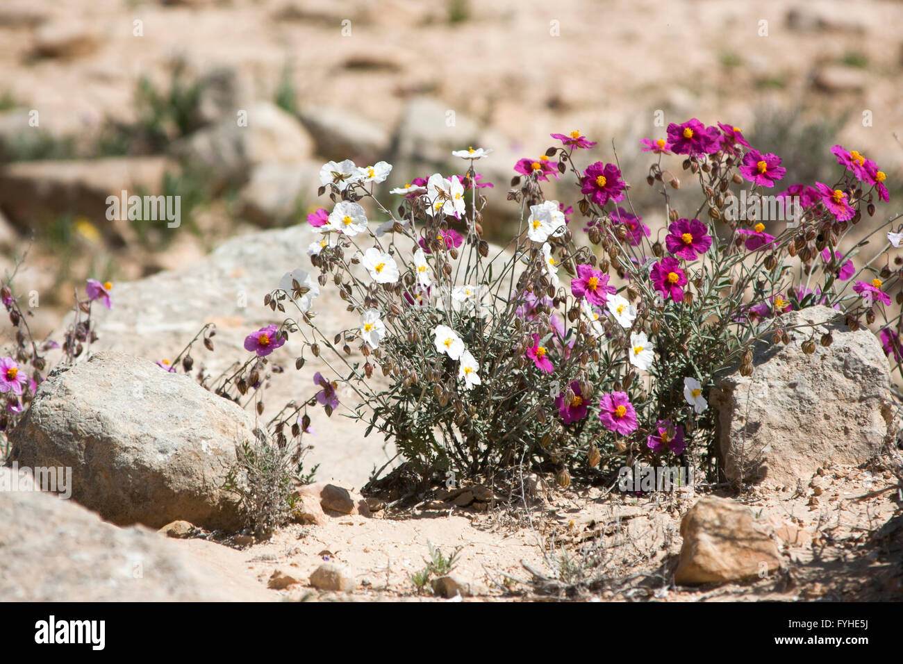Pink and white, Sun-Rose (helianthemum vesicarium) colorful flowering at spring time in the Negev desert , Israel Stock Photo