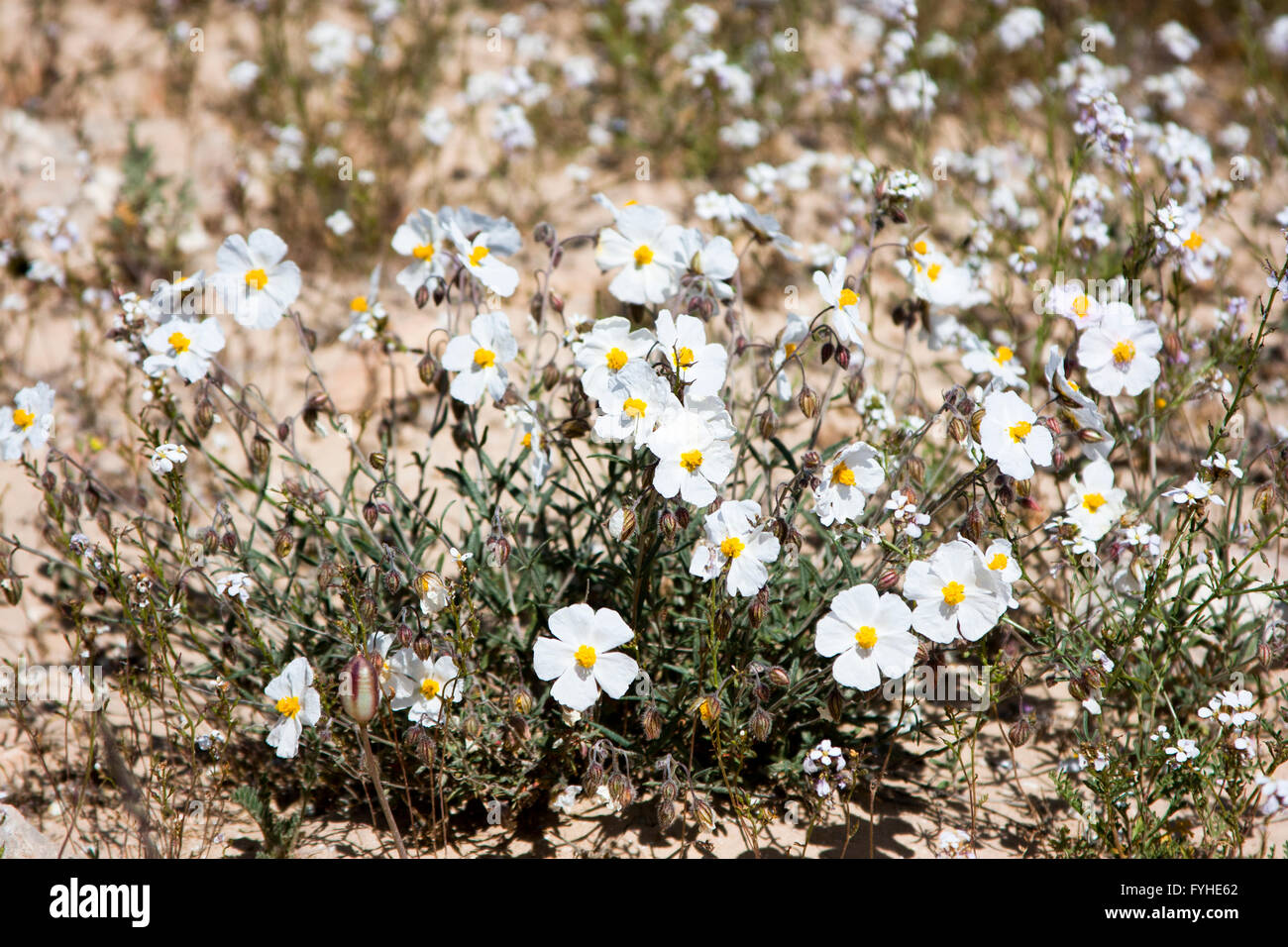 white Sun-Rose (helianthemum vesicarium) colorful flowering at spring time in the Negev desert , Israel Stock Photo