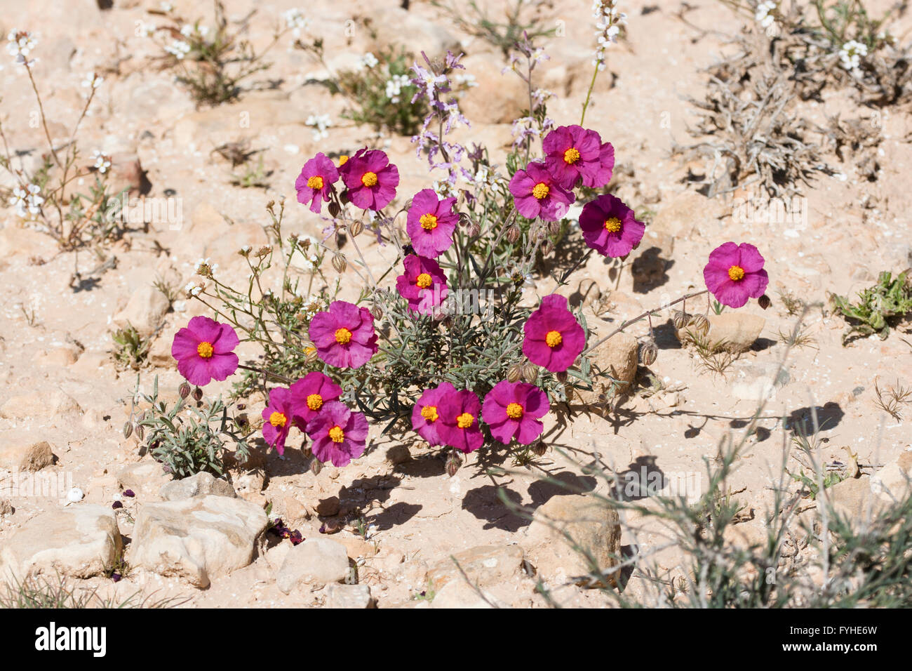 Pink Sun-Rose (helianthemum vesicarium) colorful flowering at spring time in the Negev desert , Israel Stock Photo