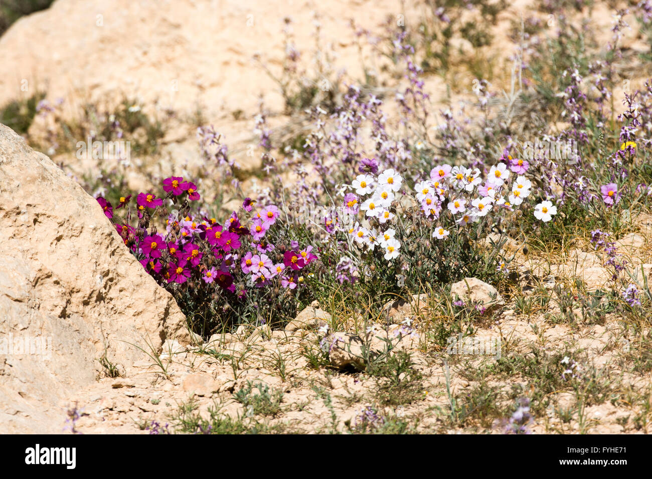 Pink and white, Sun-Rose (helianthemum vesicarium) colorful flowering at spring time in the Negev desert , Israel Stock Photo