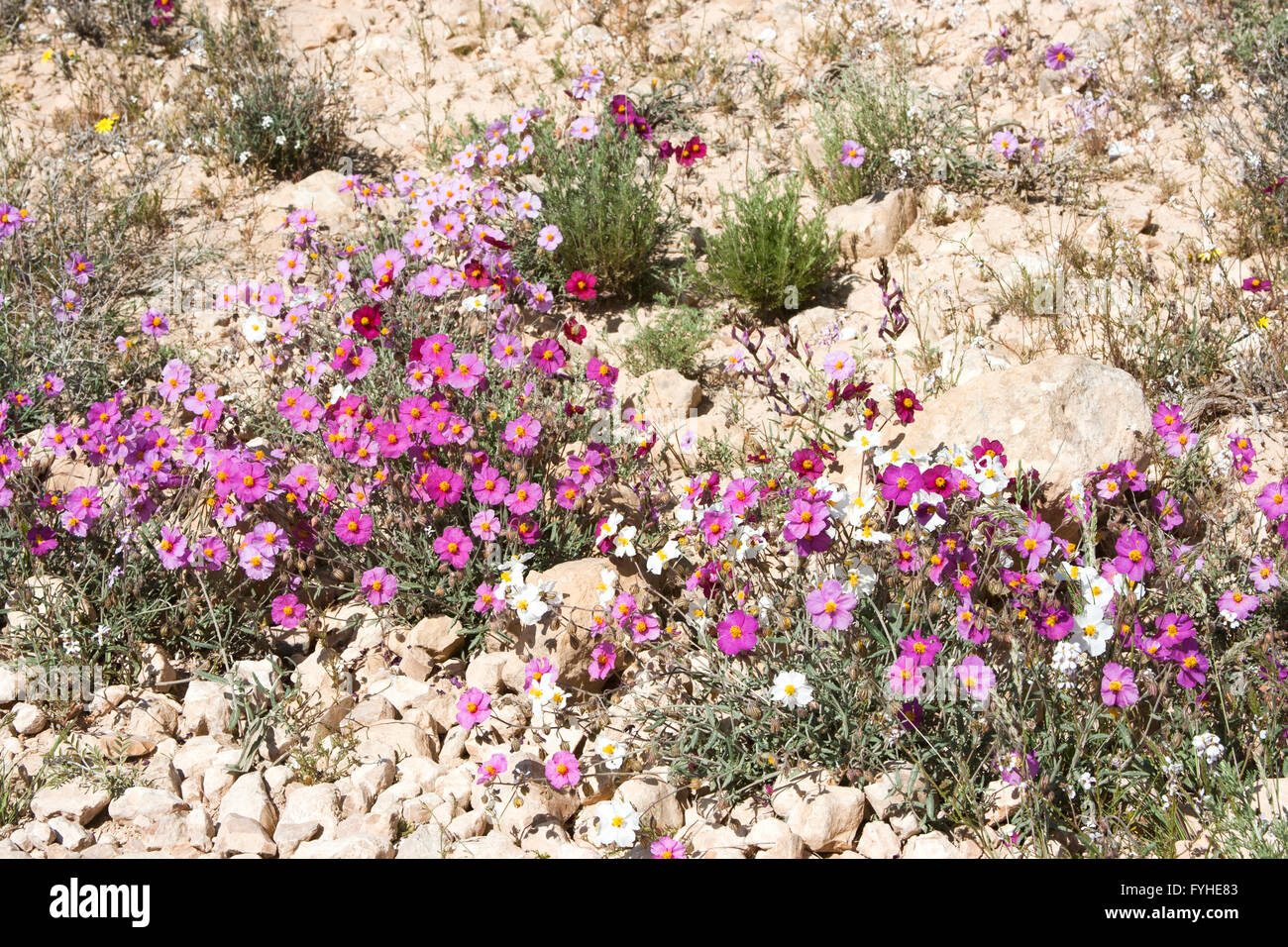 Pink Sun-Rose (helianthemum vesicarium) colorful flowering at spring time in the Negev desert , Israel Stock Photo