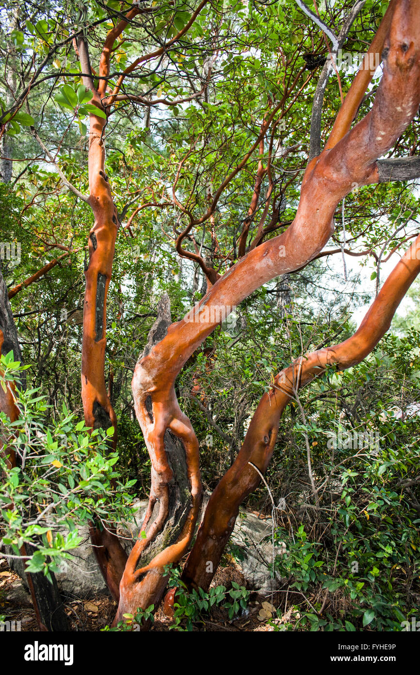 arbutus tree photographed in Taurus Mountains, Turkey Stock Photo
