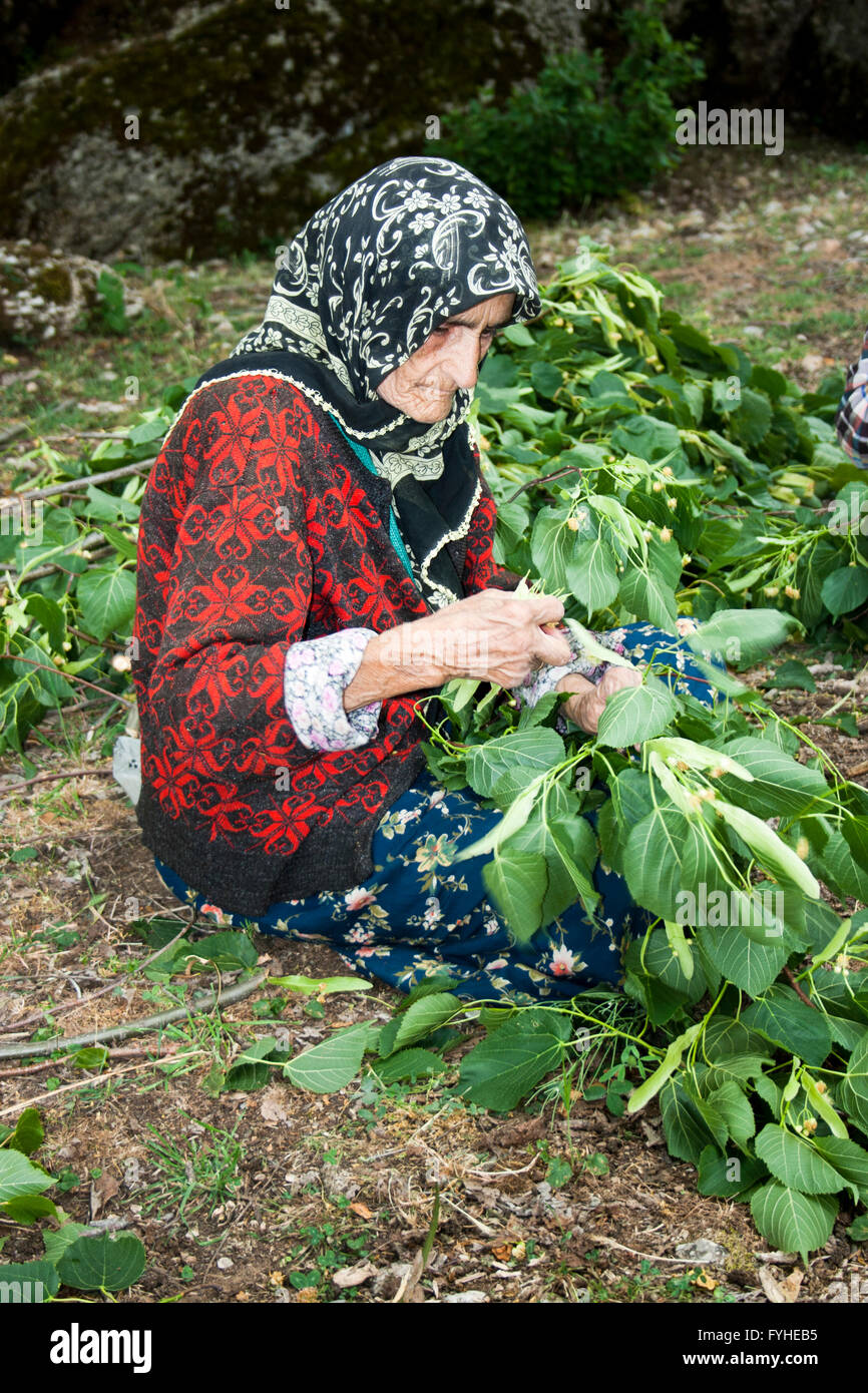 mature people pick tea leaves. Taurus Mountains, Turkey Stock Photo