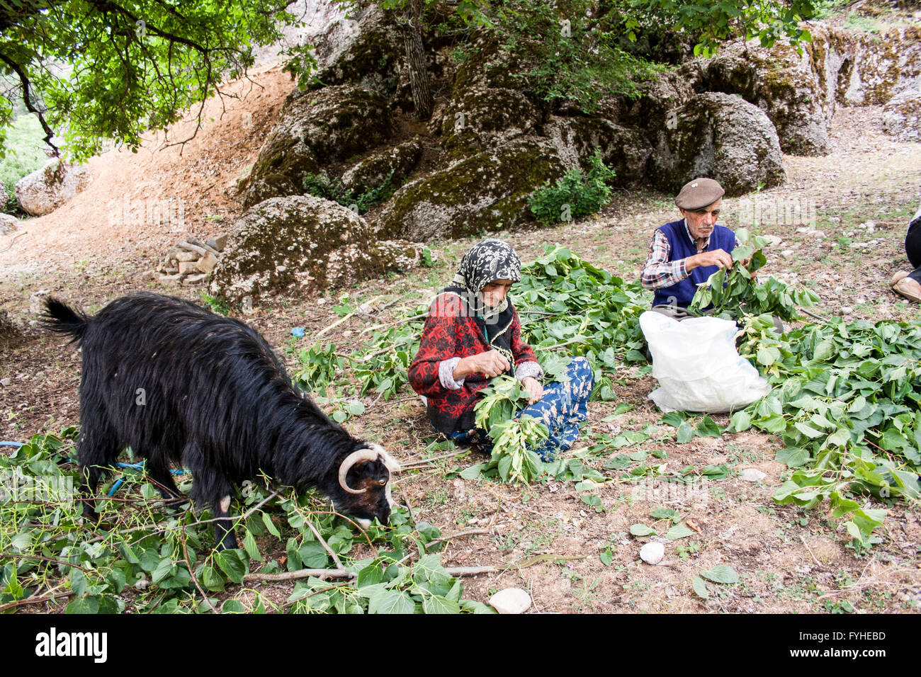 mature people pick tea leaves. Taurus Mountains, Turkey Stock Photo