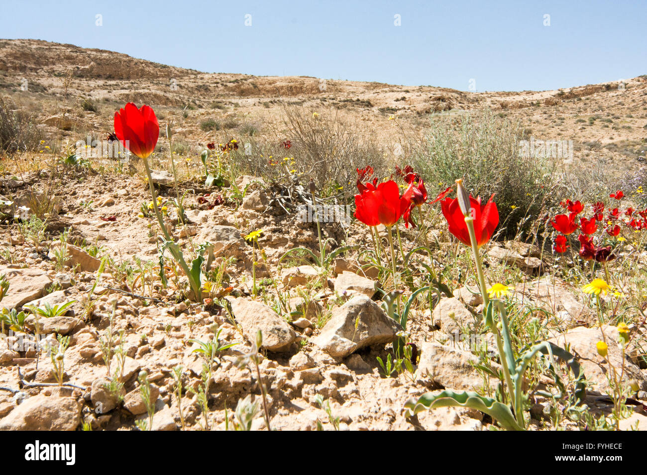 Tulipa systola hires stock photography and images Alamy