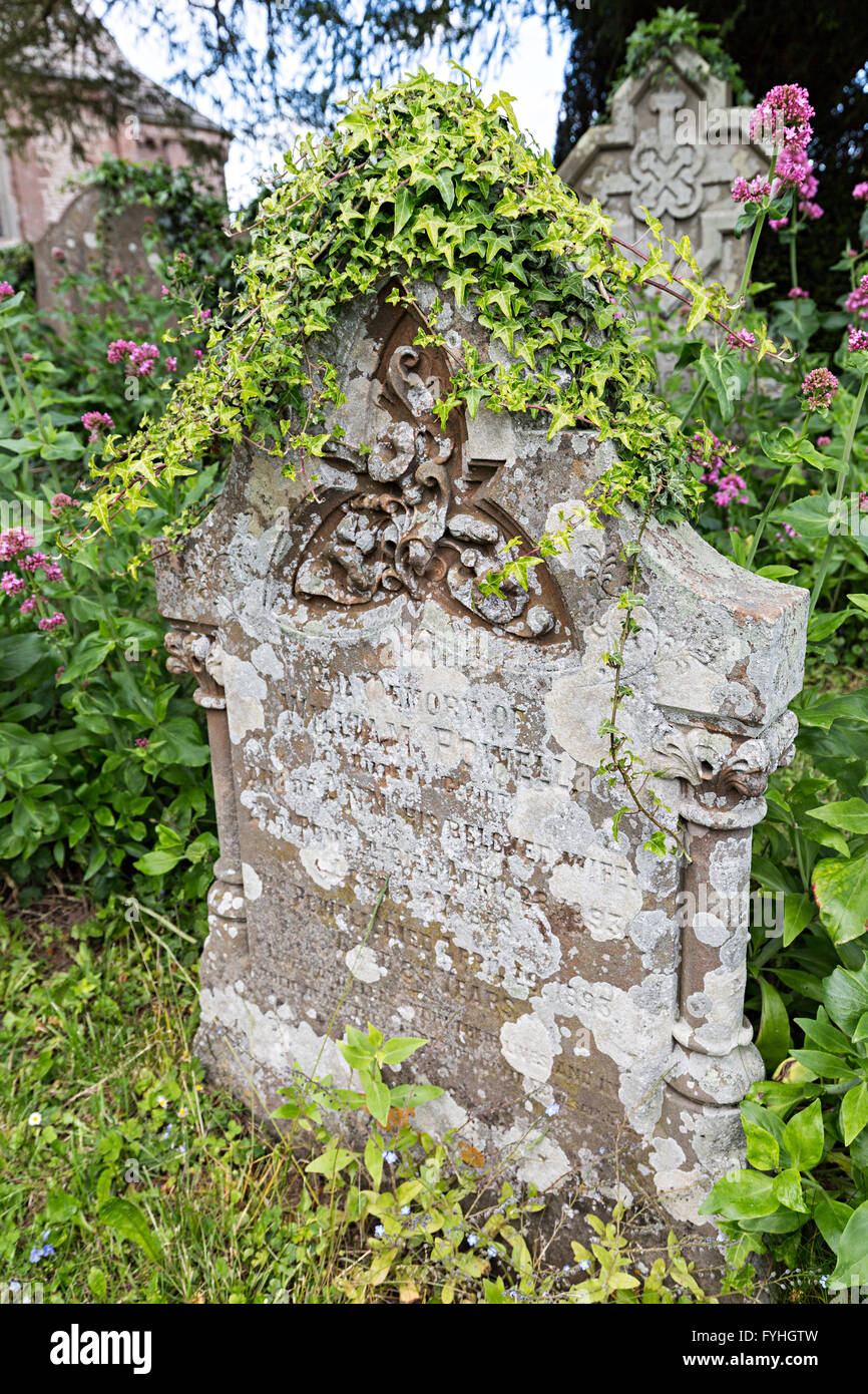Gravestone covered with lichen and ivy in the Church of St Mary and St David, Kilpeck, Herefordshire, England, UK Stock Photo
