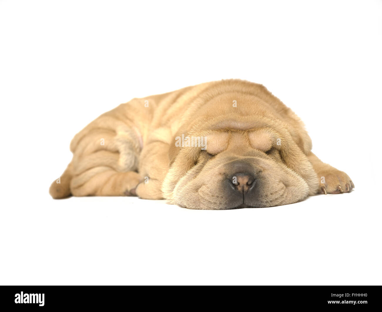 sleeping sharpei puppy Stock Photo