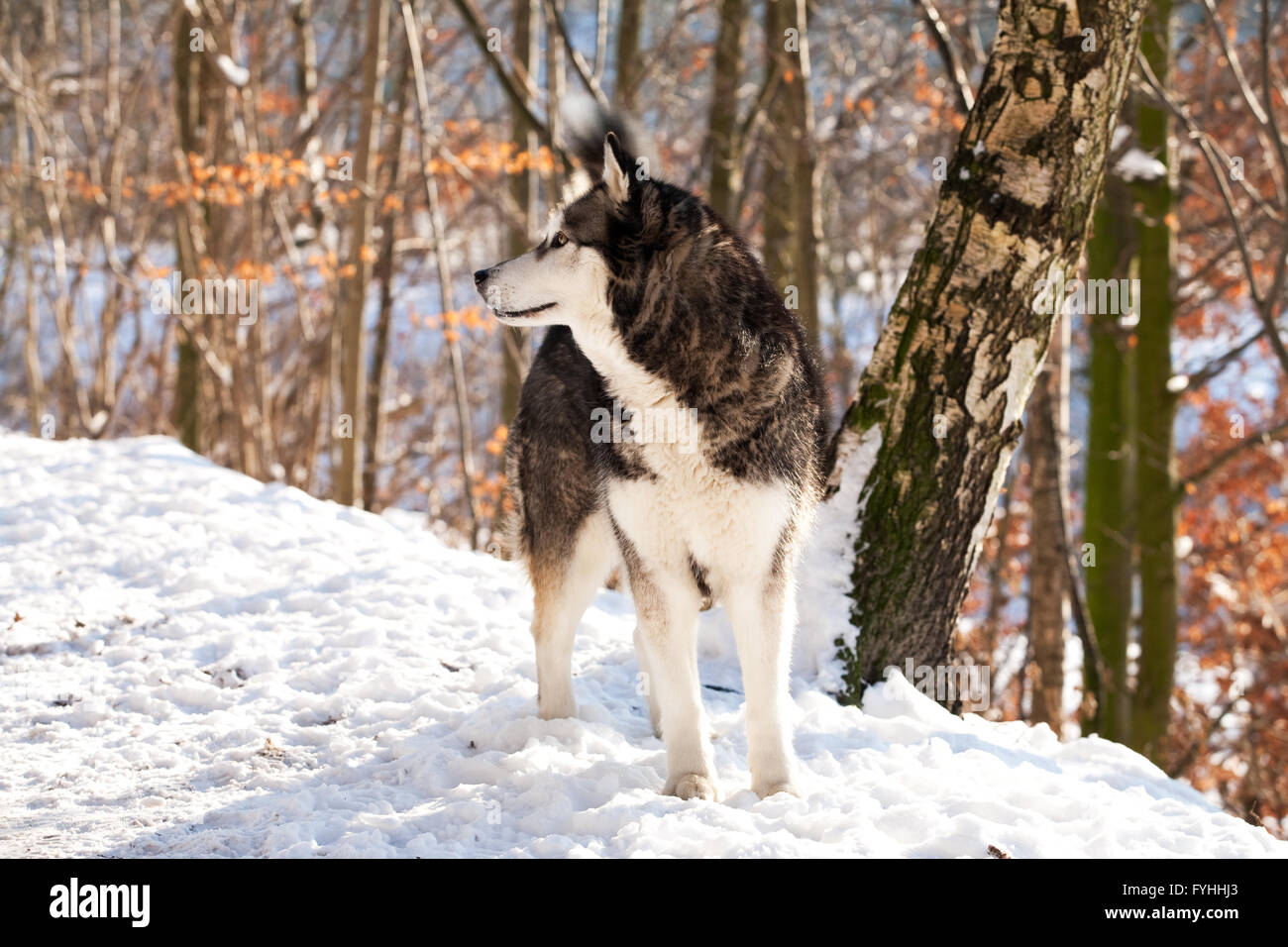 Crossbreed Huskey Malamut in the snow Stock Photo