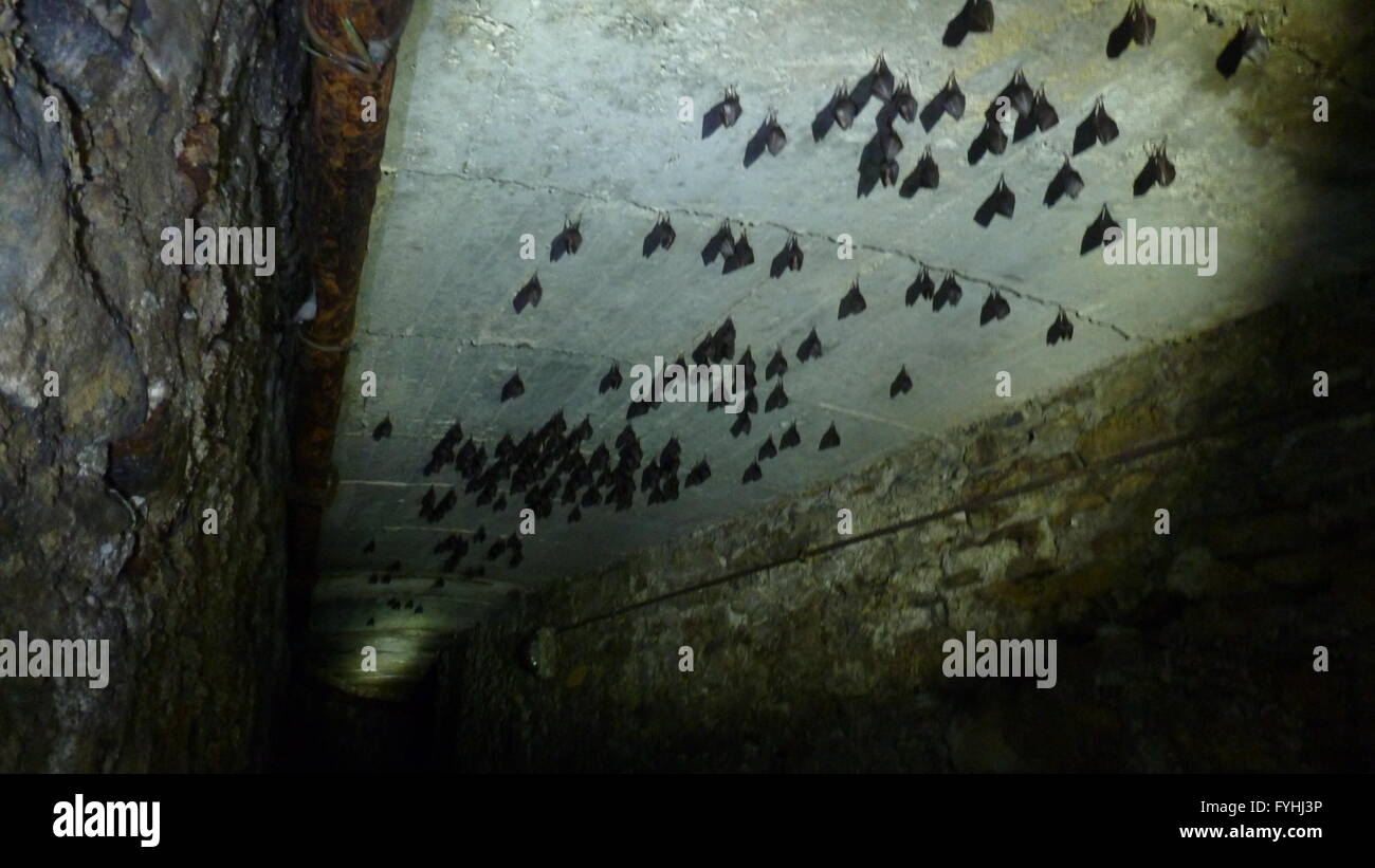 Bat roost uk hires stock photography and images Alamy
