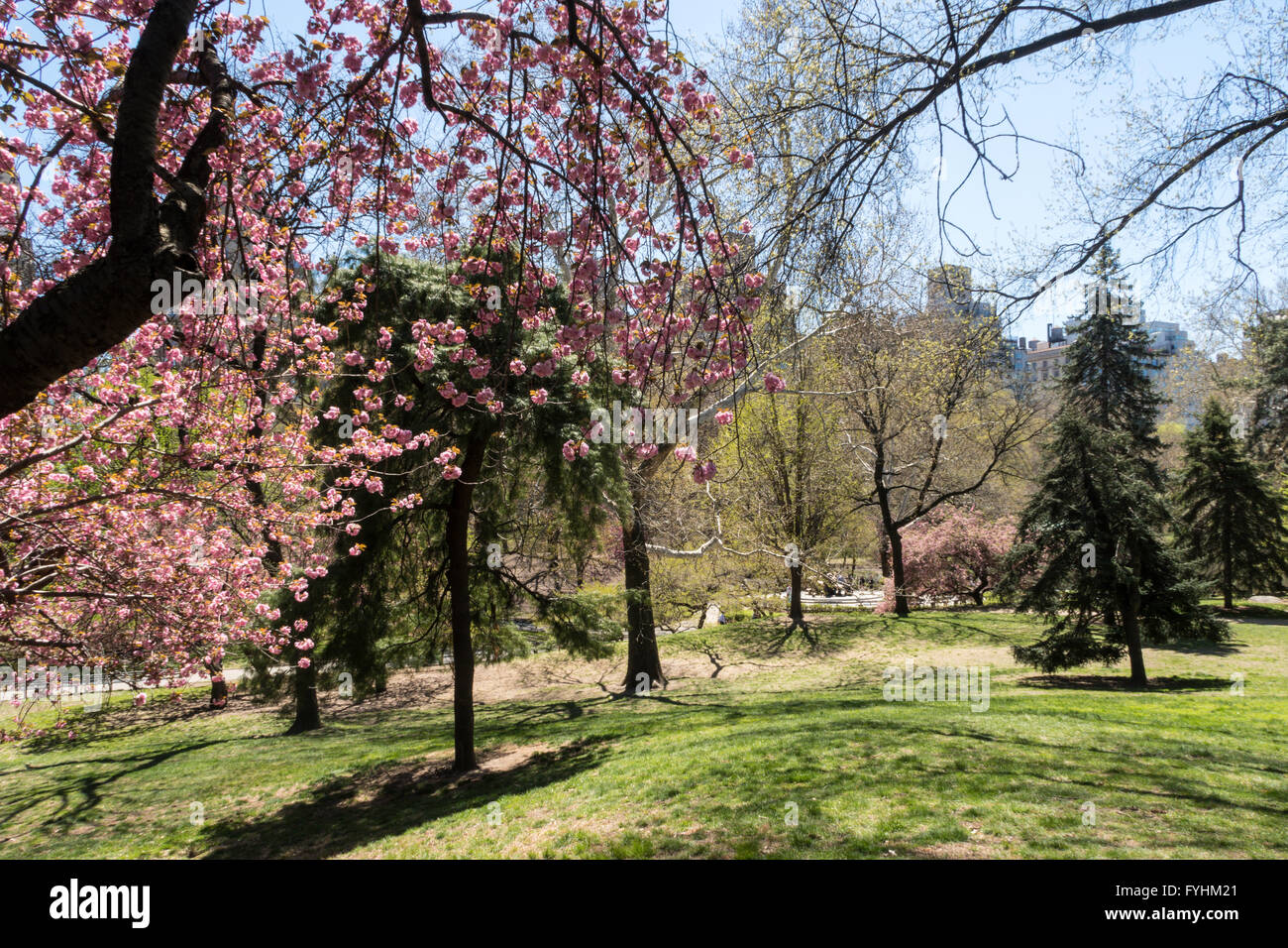 Springtime In New York Destination Relaxation Leisure Green Trees Leafage Central Park High ...