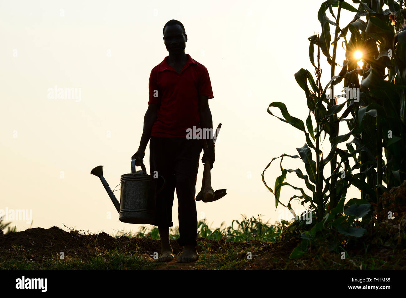 Malawi, Thyolo, irrigation in village Samuti, Silhouette of Farmer with watering can and hoe beside maize field, sun Stock Photo
