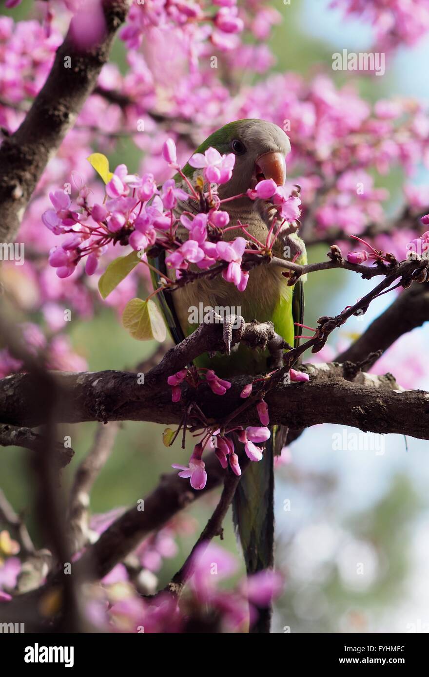 Green parrot eating cherry blossom flowers in Park Guell, Barcelona, designed by Antonio Gaudi Stock Photo
