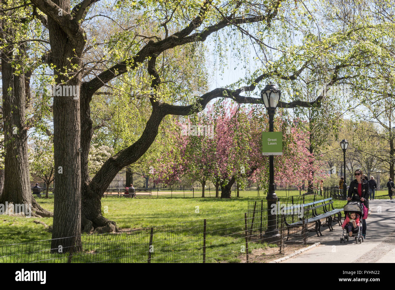 The Great Lawn, Central Park, NYC Stock Photo Alamy