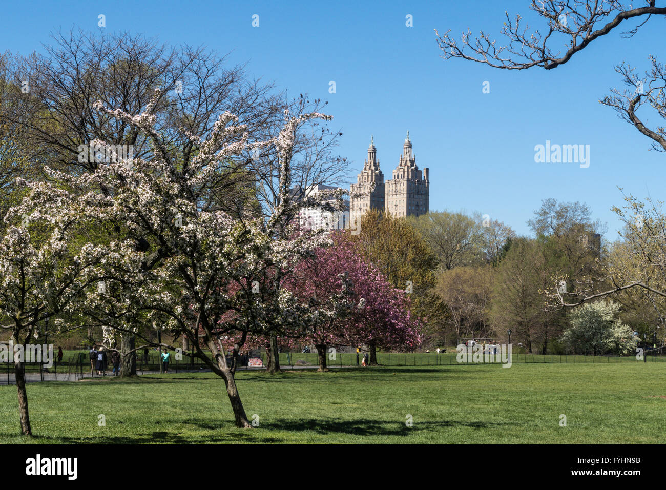 The Great Lawn, Central Park, NYC Stock Photo Alamy