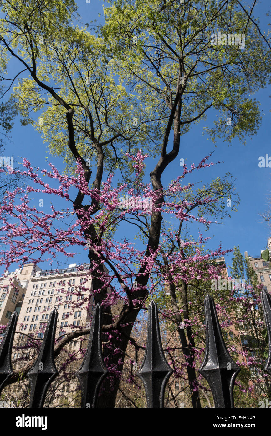 Springtime in Gramercy Park, NYC, USA Stock Photo