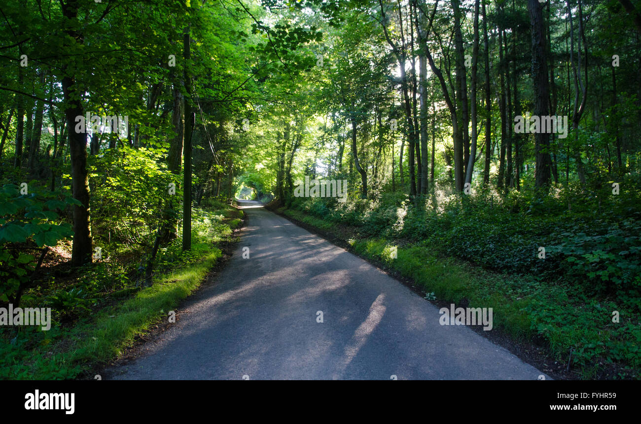 A narrow country lane runs through woodland with sunlight through the trees, at Fontmell Hill near Ashmore in Dorset. Stock Photo