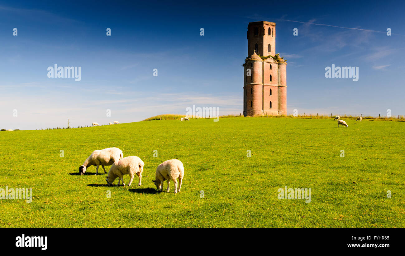 Sheep grazing in a field below Horton Observation Tower, a folly in East Dorset. Stock Photo