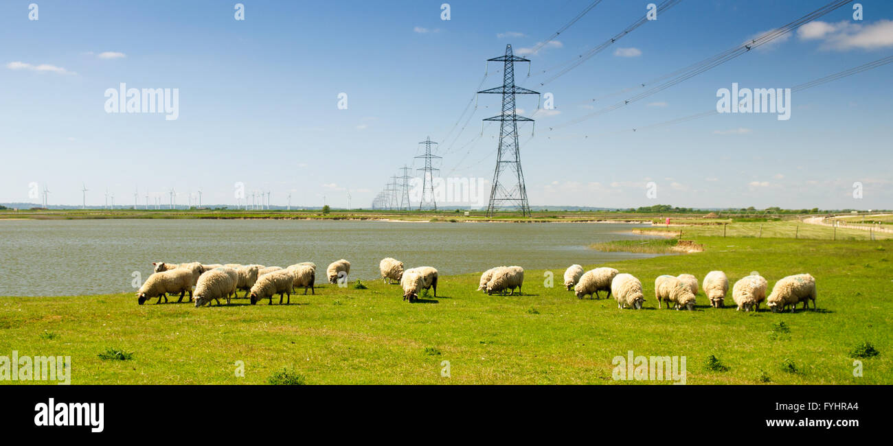 A flock of sheep grazing under high voltage power lines on Romney Marsh in Kent, England. Stock Photo