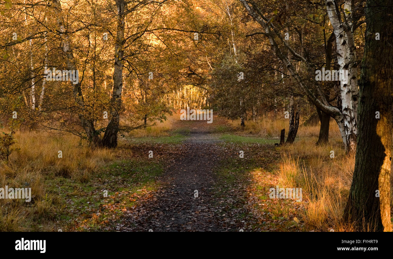 A footpath through the woodland on Wimbledon Common in London, showing ...