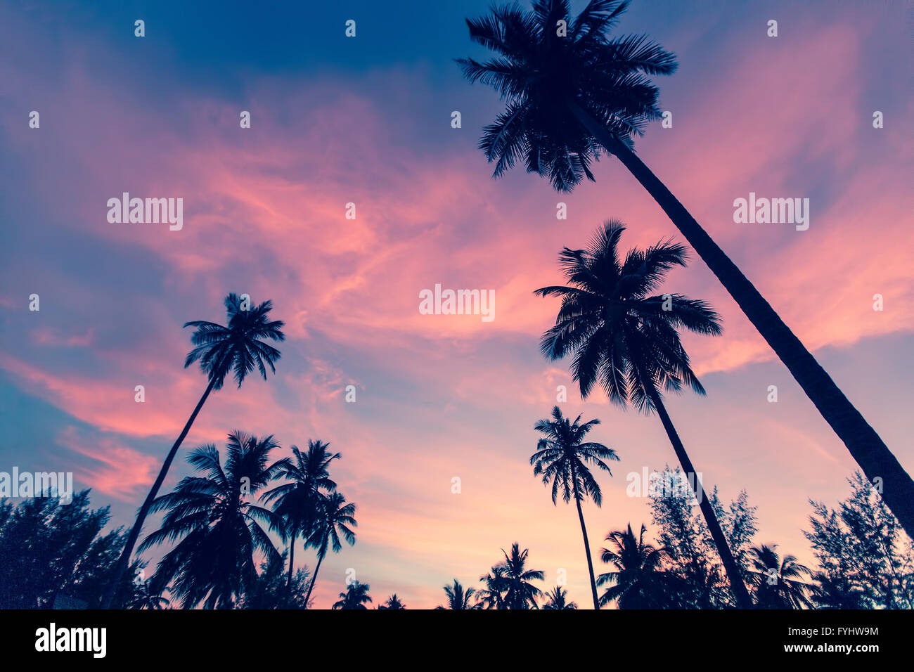 Silhouettes of palm trees against the sky at dusk. Stock Photo
