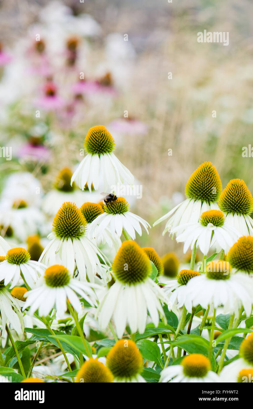 flowers medicinal herb echinacea purpurea or coneflower, closeup Stock