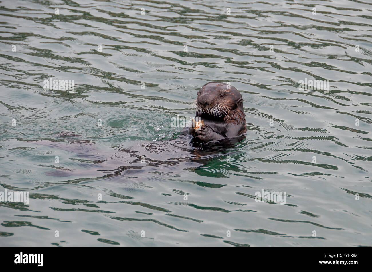 A California sea otter eating crab while floating on back in Morro Bay, California; brown sea otter holds orange crab shell Stock Photo