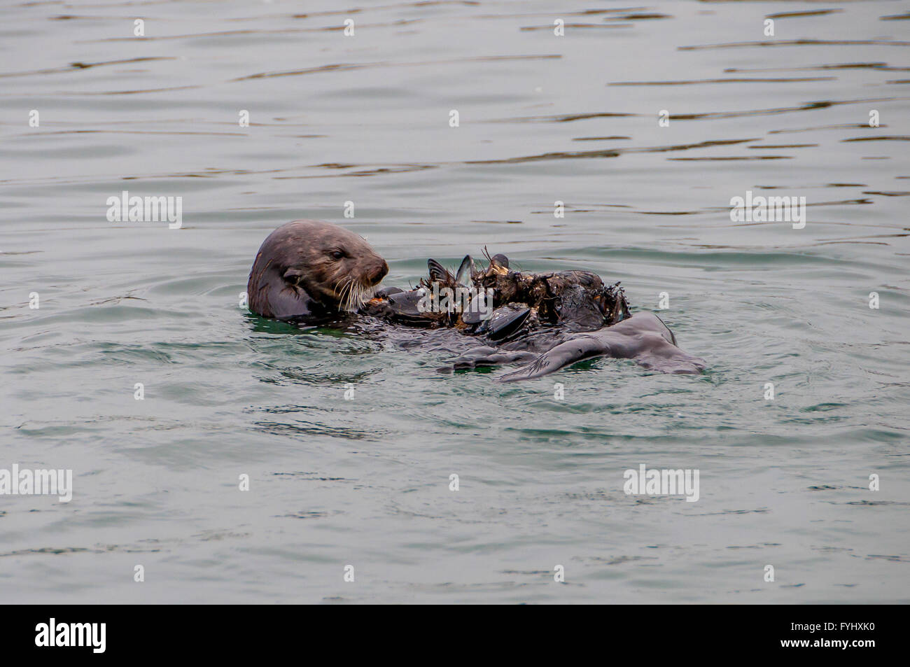 Young California sea otter in water with mussel shells on belly at Morro Bay; sea otter eating mussels while floating on back. Stock Photo