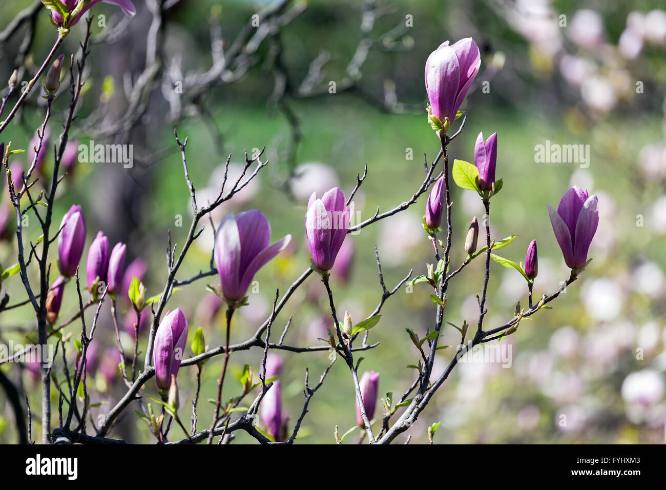 Bloomy magnolia tree with big pink flowers Stock Photo - Alamy