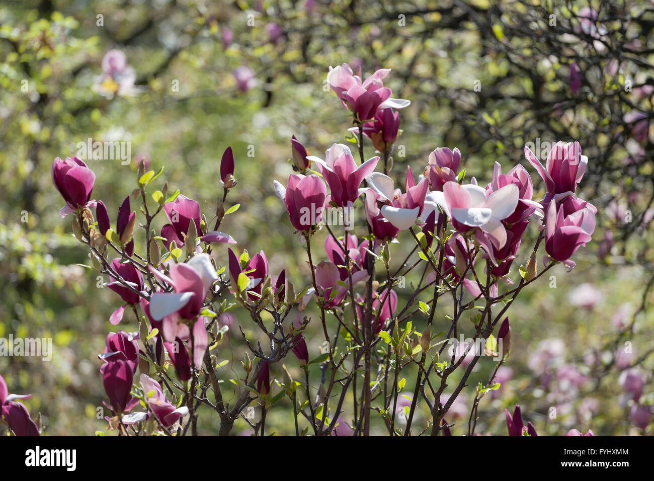 Bloomy magnolia tree with big pink flowers Stock Photo - Alamy