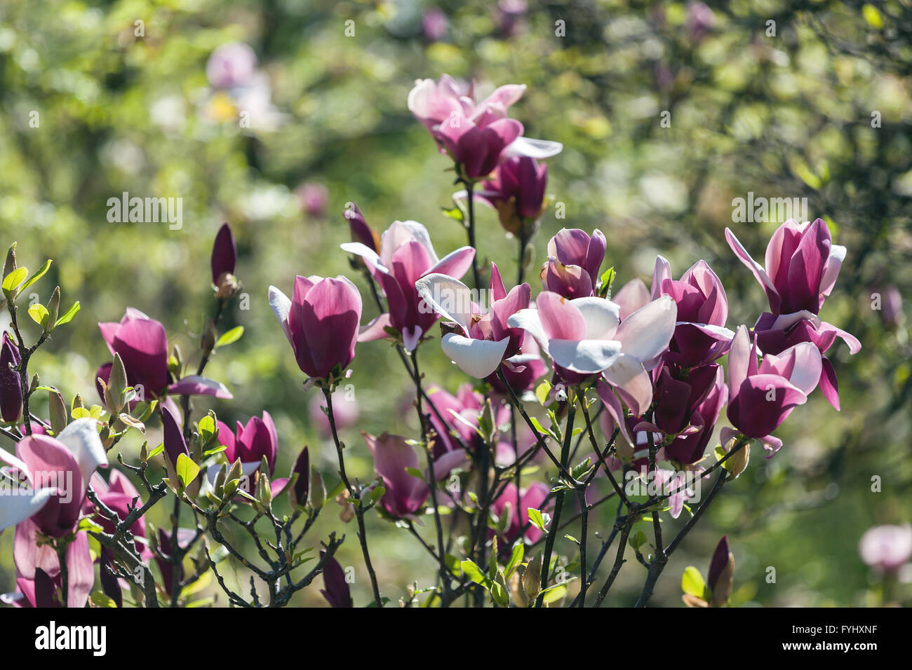 Bloomy magnolia tree with big pink flowers Stock Photo - Alamy