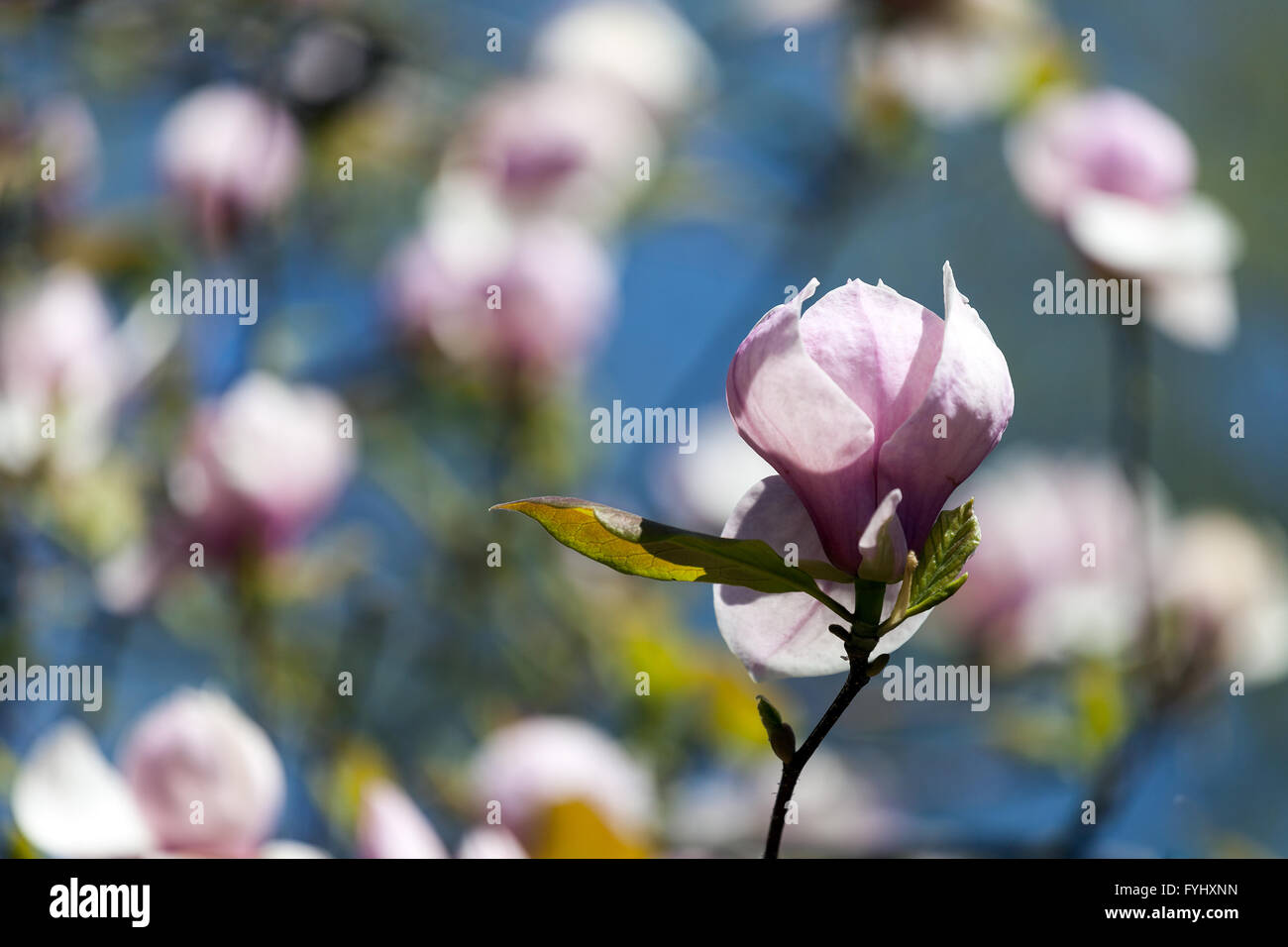 Bloomy magnolia tree with big pink flowers Stock Photo - Alamy