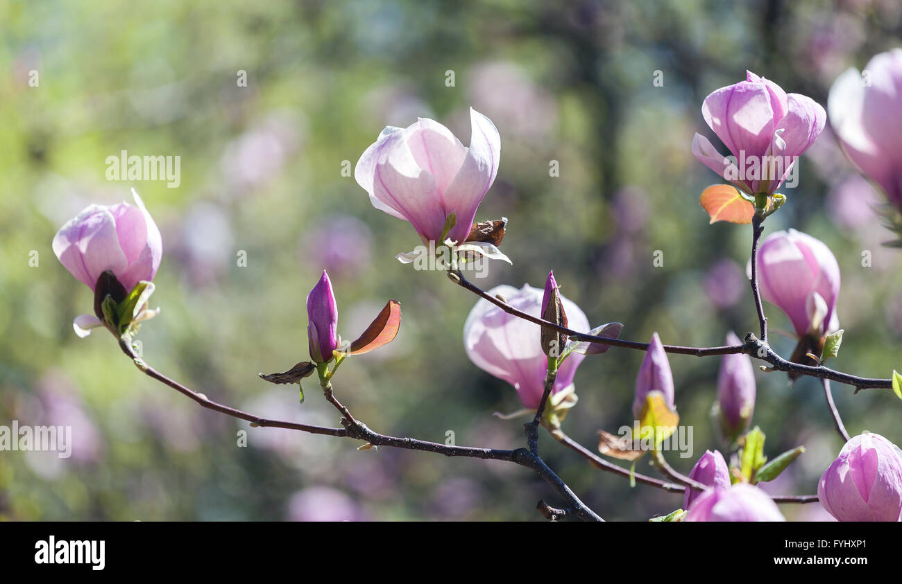 Bloomy magnolia tree with big pink flowers Stock Photo - Alamy
